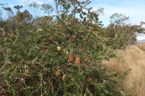 Banksia costiera — foto 3 di 8