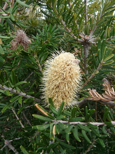 Banksia costiera — foto 2 di 8