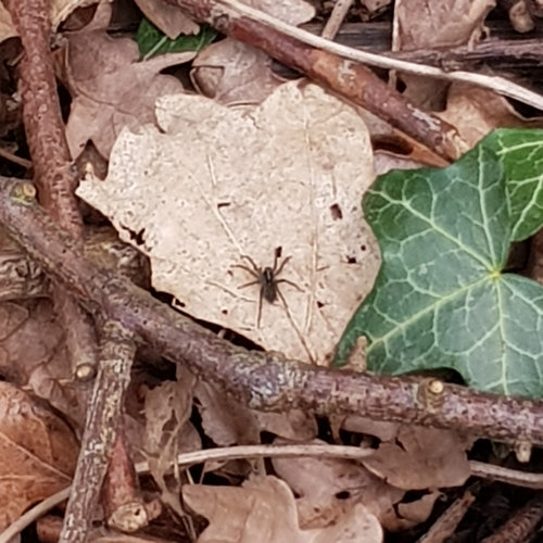 Ragno lupo della riva — Bild 3