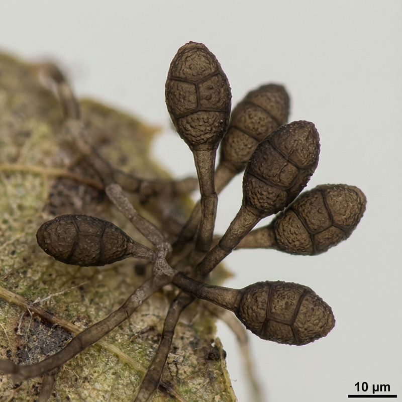 Ulocladio