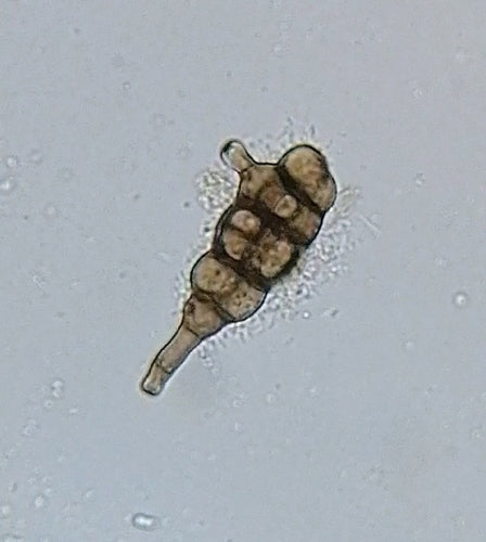 Ulocladio — Bild 3