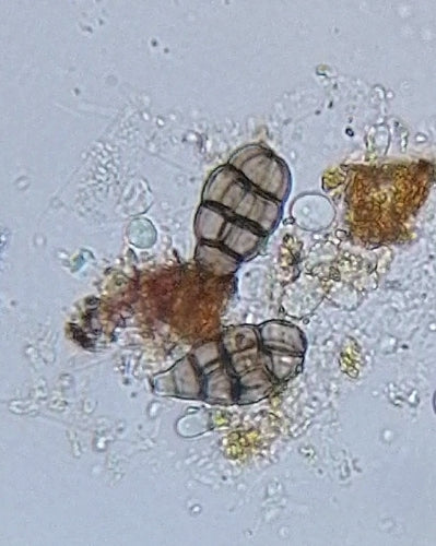 Ulocladio — Bild 4