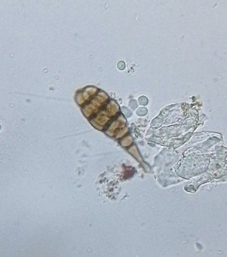 Ulocladio — Bild 2