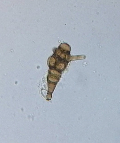 Ulocladio — Bild 1