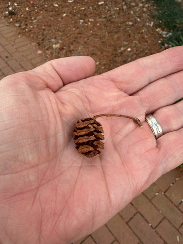 Sequoia primordiale — Bild 3