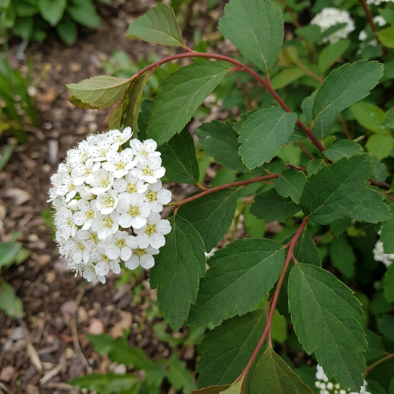 Spirea di Vanhoutte