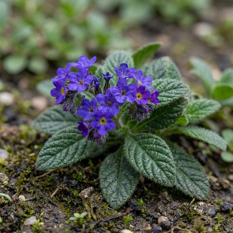 fiore di vaniglia