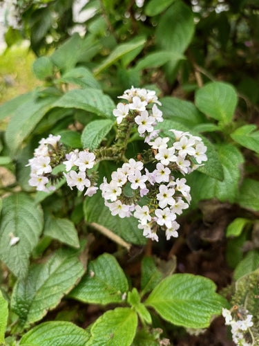 fiore di vaniglia — Bild 5