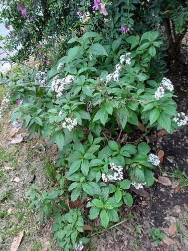 fiore di vaniglia — Bild 4