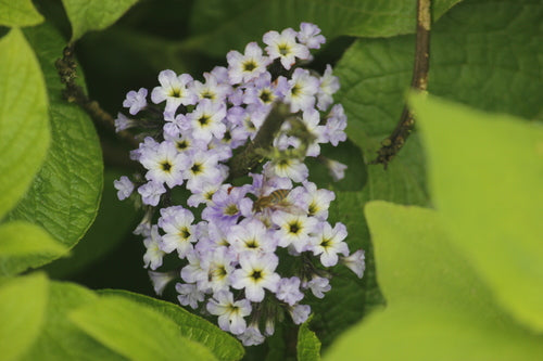 fiore di vaniglia — Bild 2