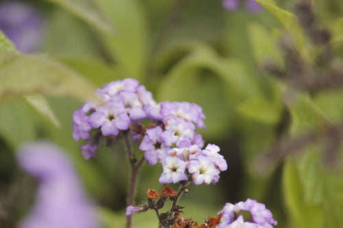 fiore di vaniglia — Bild 3