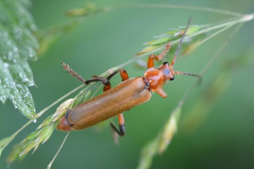 Scarabeo morbido variabile — Bild 5