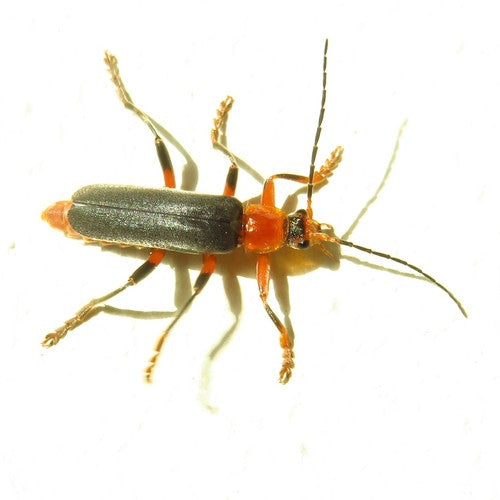 Scarabeo morbido variabile — Bild 4