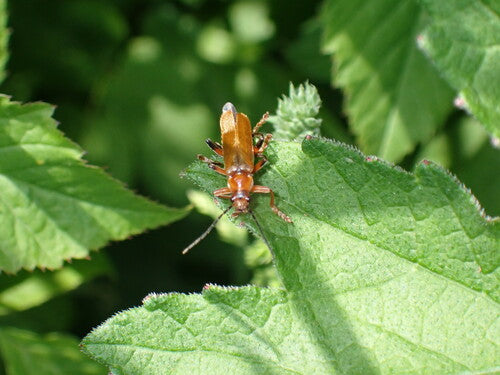 Scarabeo morbido variabile — Bild 3