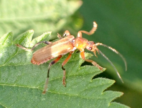 Scarabeo morbido variabile — Bild 2