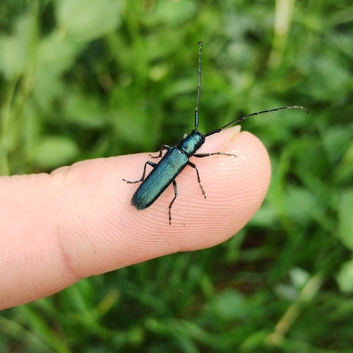 Buck a collo alto blu viola — foto 3 di 9