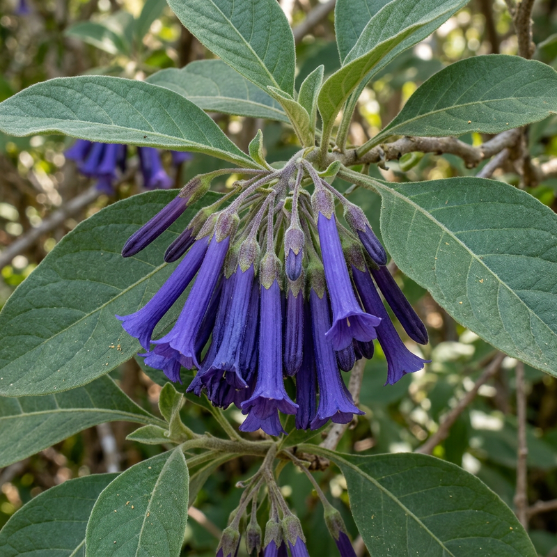 Veilchenstrauch (Iochroma cyaneum), illustrazione IA
