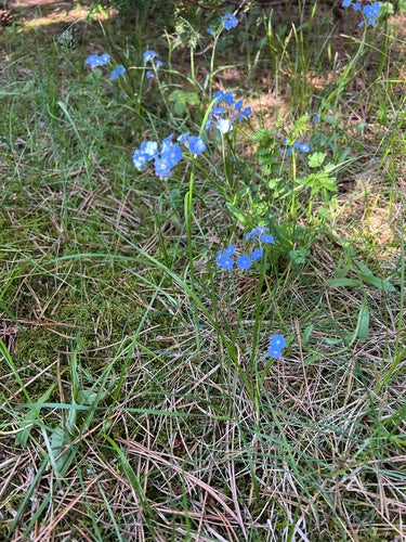 Non ti scordar di me — Bild 4