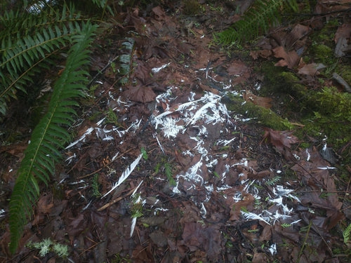 Piccione domestico selvatico — Bild 5