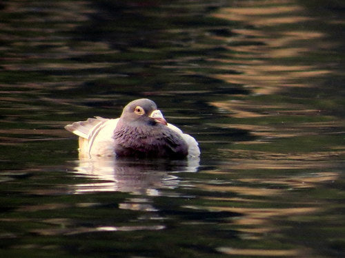 Piccione domestico selvatico — Bild 1