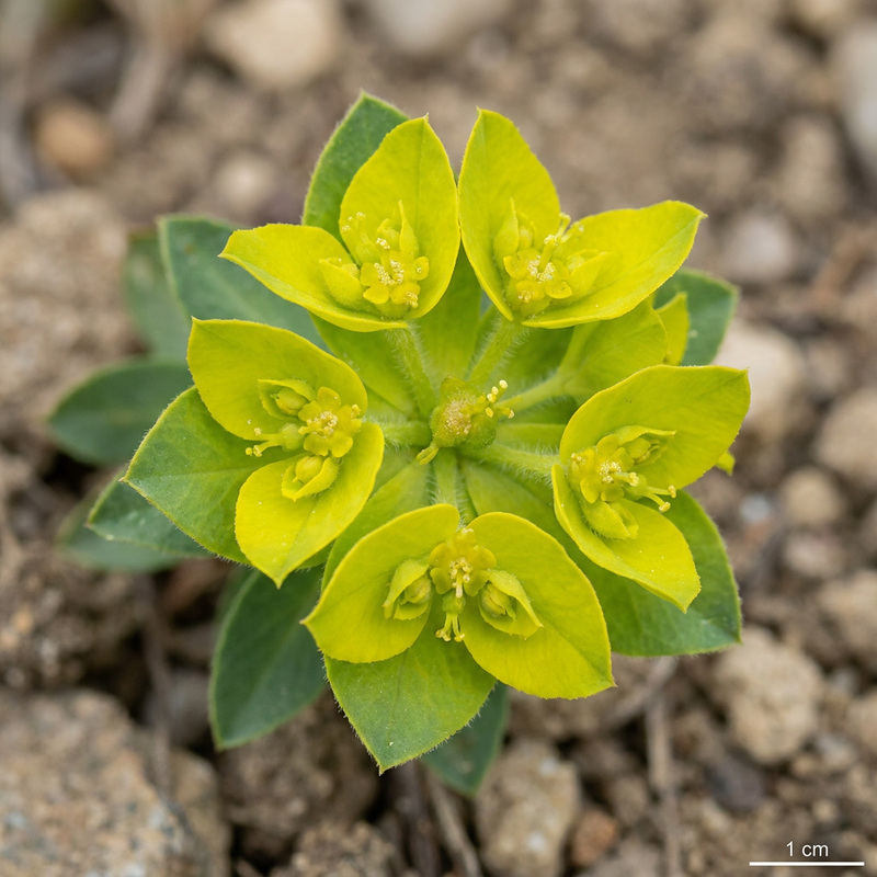 Euforbia multicolore