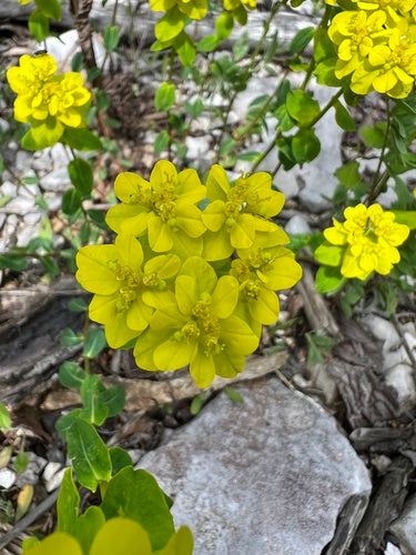 Euforbia multicolore — foto 1 di 8