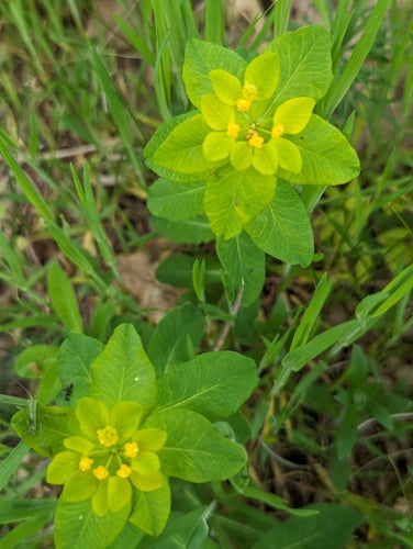 Euforbia multicolore — foto 5 di 8