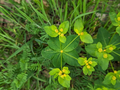 Euforbia multicolore — foto 4 di 8