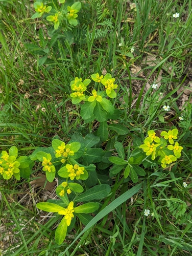 Euforbia multicolore — foto 3 di 8