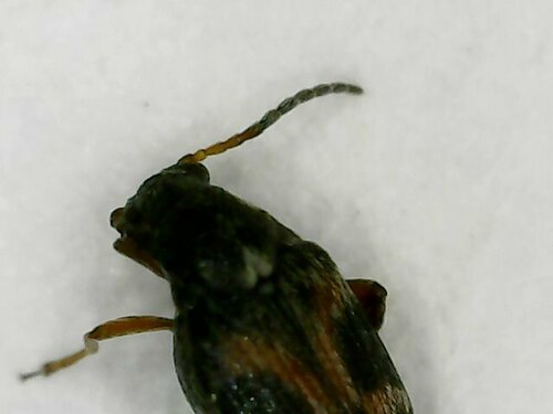 Scarabeo dei fagioli a quattro macchie — Bild 5