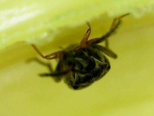Scarabeo dei fagioli a quattro macchie — Bild 3