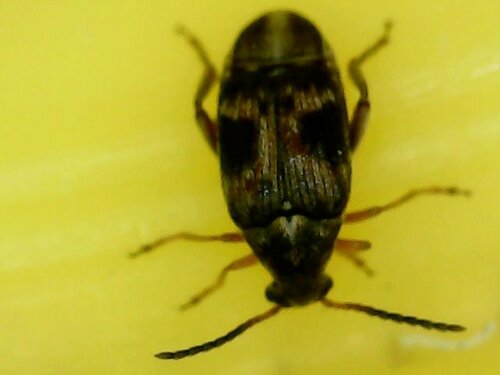 Scarabeo dei fagioli a quattro macchie — Bild 2