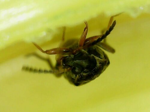 Scarabeo dei fagioli a quattro macchie — Bild 1