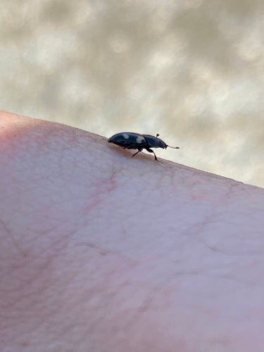 Scarabeo lucido a quattro macchie — foto 5 di 8