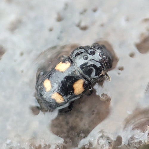 Scarabeo lucido a quattro macchie — foto 4 di 8