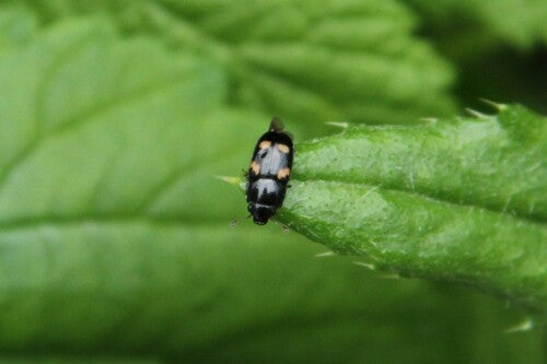 Scarabeo lucido a quattro macchie — foto 1 di 8