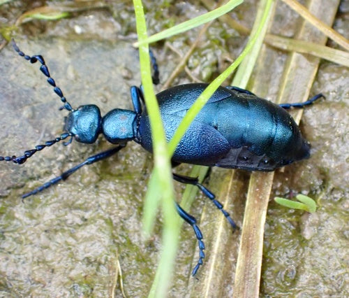 Scarabeo viola dell'olio — Bild 5