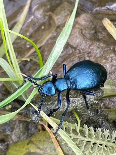 Scarabeo viola dell'olio — Bild 2