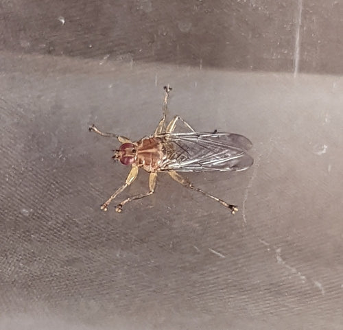 il pidocchio degli uccelli vola — Bild 2