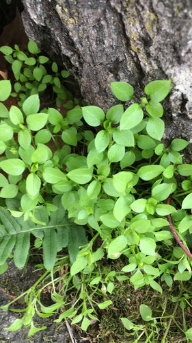 Centocchio — Bild 2