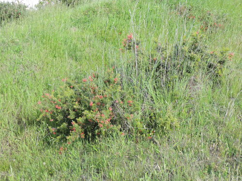 Ginepro Grevillee — foto 3 di 3