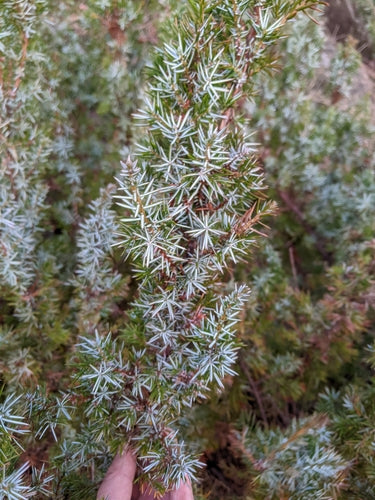ginepro — Bild 1