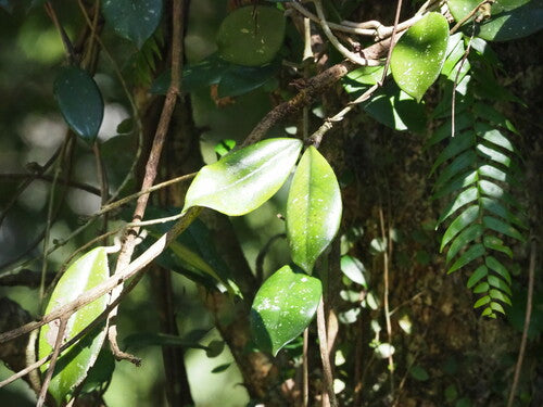 fiore di cera — Bild 4
