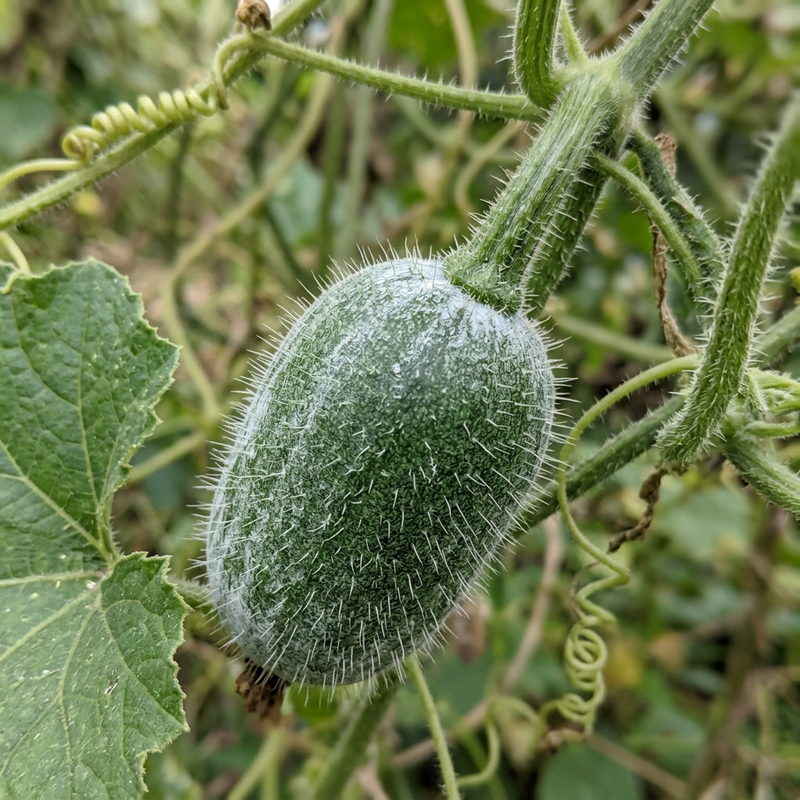 Zucca di cera (Benincasa hispida), illustrazione IA