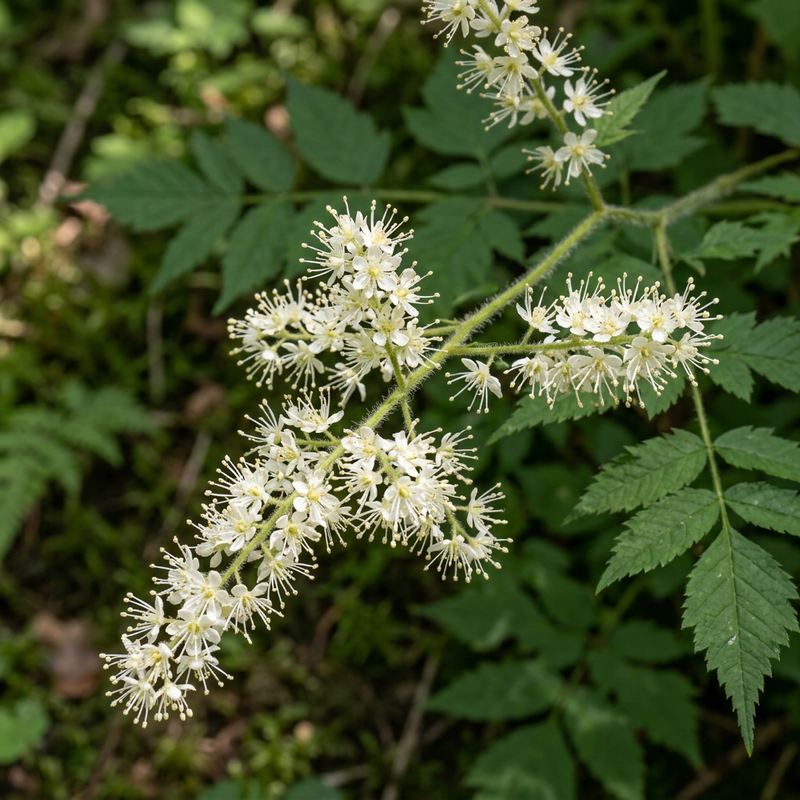 Barba di capra della foresta