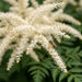 Blüte von Wald-Geißbart (Aruncus dioicus) in Nahaufnahme (KI-generiert)