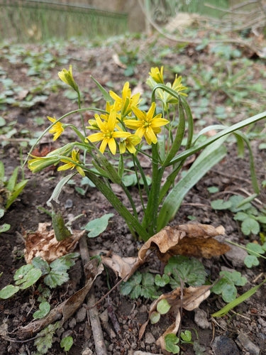 Stella d'oro della foresta — foto 4 di 8