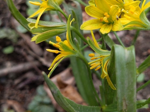 Stella d'oro della foresta — foto 3 di 8
