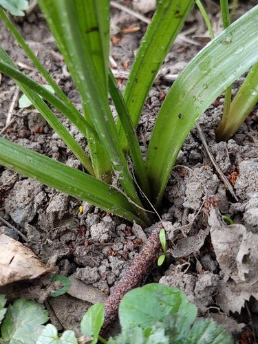 Stella d'oro della foresta — foto 2 di 8
