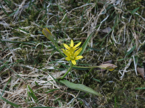 Stella d'oro della foresta — foto 5 di 8